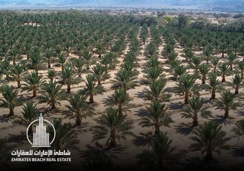 LIWA FARM | 3 SWEET WATER WELLS