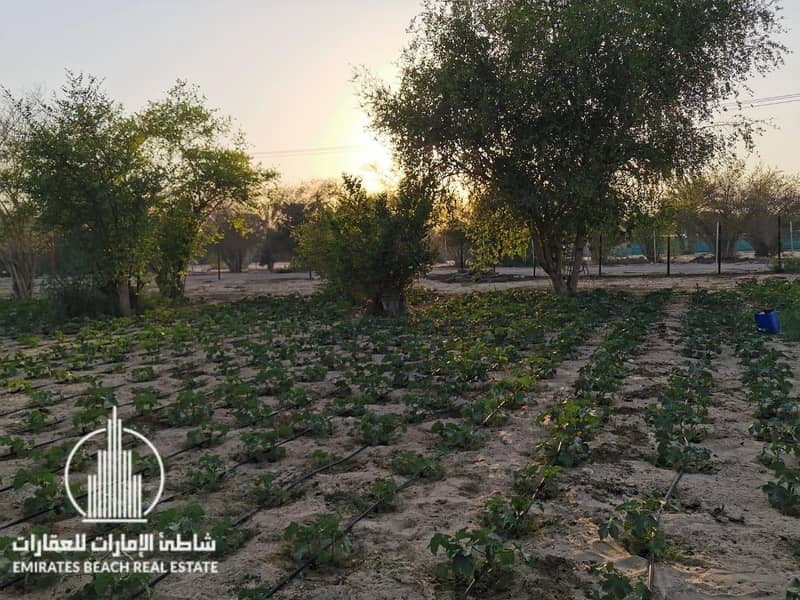 Al Samha Farm | with Labor Accommodation