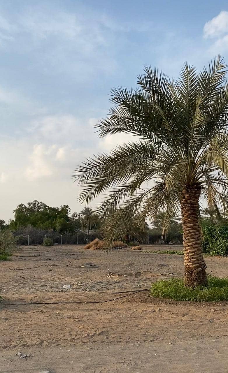 Farm for sale in Al Dhaid (Elever 1) on the new Khorfakkan road