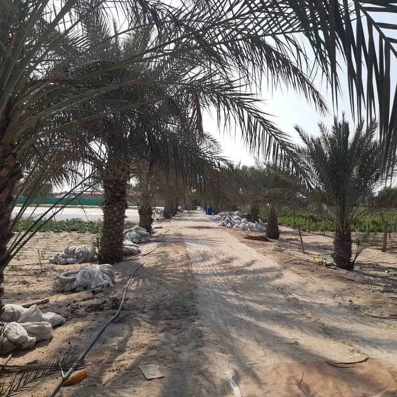A farm for sale consisting of 250 palm trees with cultivation