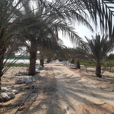 4 Bedroom Mixed Use Land for Sale in Al Ajban, Abu Dhabi - A farm for sale consisting of 250 palm trees with cultivation