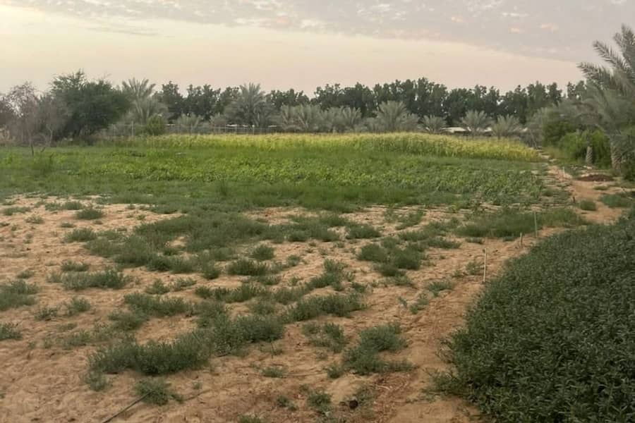 VIP Farm In Al Ajban For SALE | 500 x 500 sqft