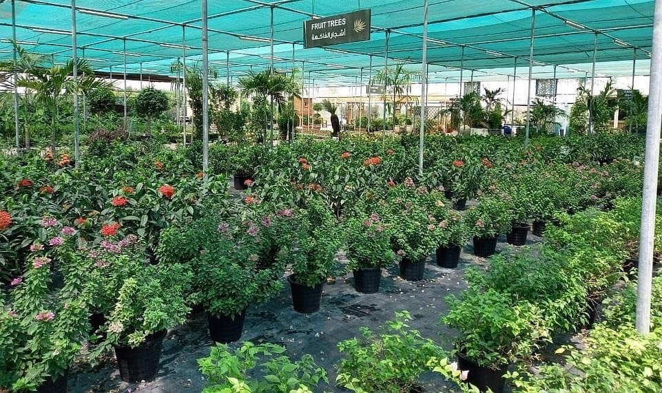 Plant Nursery For Sale In Warsan 3 | On Main Road Plant Nursery For Sale In Warsan 3 | On Main Road
