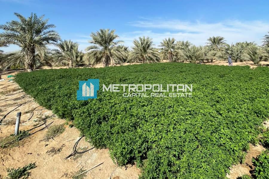 Massive Land | Negotiable | Farm At Al Remah