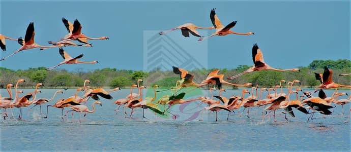 阿尔绍拉海滨郊区， 阿治曼 5 卧室别墅待售 - Al-Zorah-Nature-Reserve-Ajman-Cover-29-04. jpg