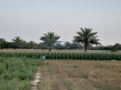 Other Commercial for Sale in Liwa, Abu Dhabi - WhatsApp Image 2023-12-28 at 9.11. 05 AM. jpeg