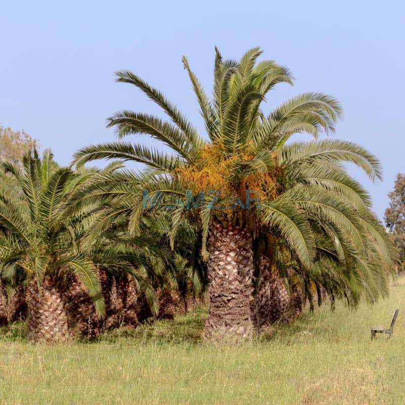 farm with palm rees. png