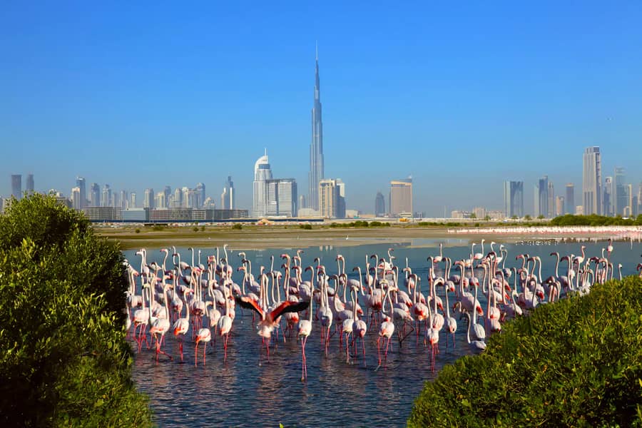 18 Ras Al Khor Wildlife Sanctuary. jpg