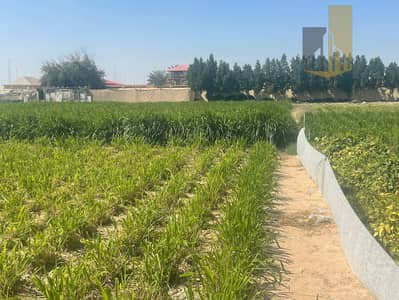 Mixed Use Land for Sale in Central District, Al Ain - WhatsApp Image 2024-02-11 at 10.07. 22_21d46111. jpg