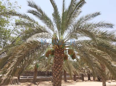Mixed Use Land for Sale in Al Khaznah, Al Ain - WhatsApp Image 2023-12-28 at 9.11. 32 AM. jpeg