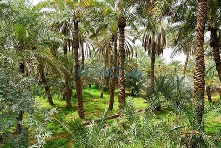 Земля смешанного использования Продажа в Ремах, Аль-Айн - uae-al-ain-top-attractions-al-ain-oasis. jpg