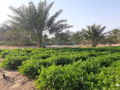 Земля смешанного использования Продажа в Аль Нахда, Абу-Даби - WhatsApp Image 2023-12-28 at 9.11. 12 AM. jpeg