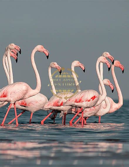 16 Flamingos. jpg