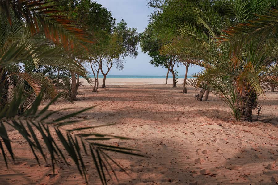 8 al-jurf-garden-abu-dhabi-nature-tress-seashore. jpg