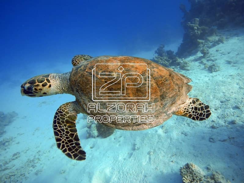 18 IS_KempsTurtle_12.7. 16. jpg
