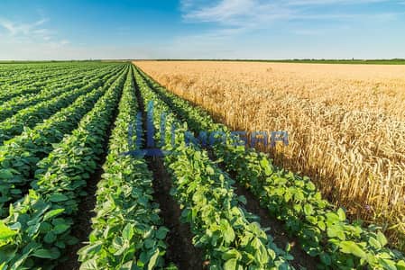 ارض استخدام متعدد  للبيع في ليوا، أبوظبي - Green soybean field alongside of ripe wheat. jpg