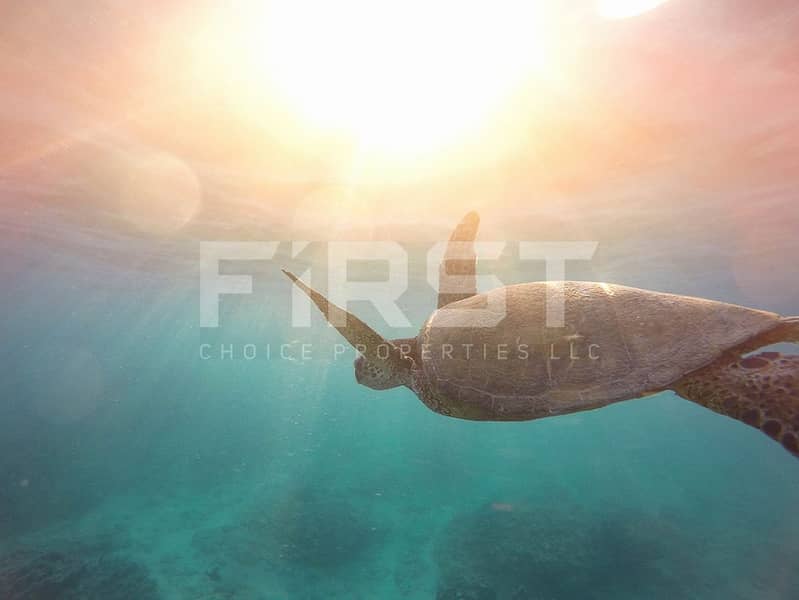 5 AlJurf - Underwater_resized. jpg