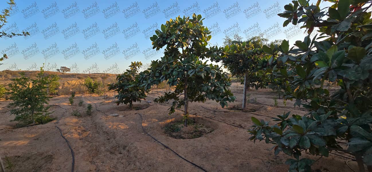 7 ORANGERY_FARM_04. png