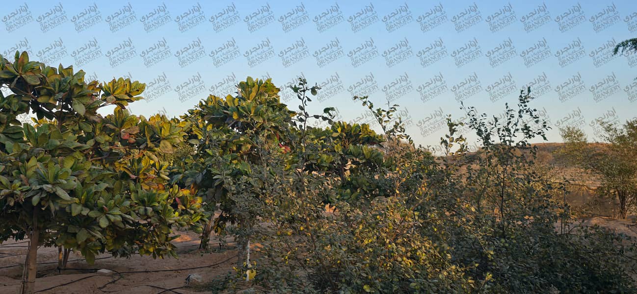 13 ORANGERY_FARM_18. png