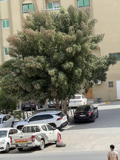 شقة 1 غرفة نوم للايجار في مويلح، الشارقة - IMG_8565. jpeg