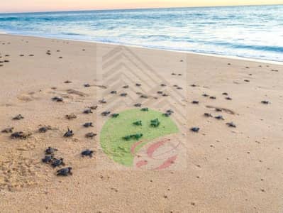 1 Спальня Апартамент Продажа в Аль Зора, Аджман - GhAr2NVVJC9D1vK4SqZmuxJu5uRZMv7lUwl9d44b. jpeg