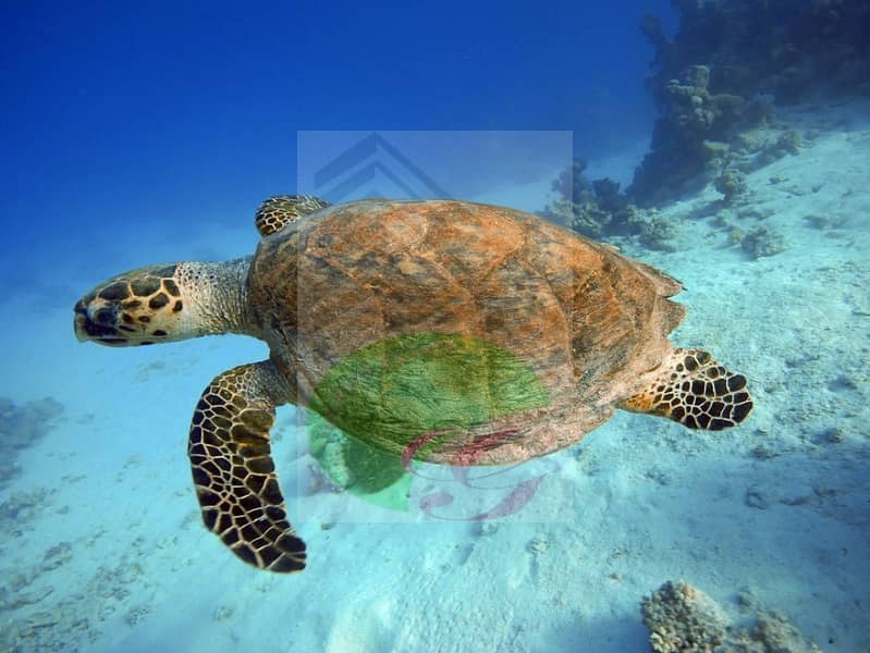28 IS_KempsTurtle_12.7. 16. jpg