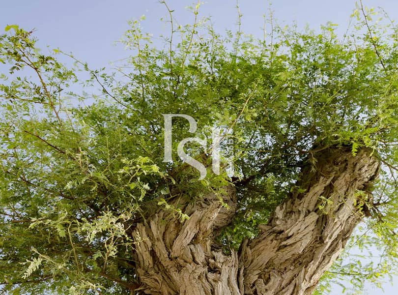 8 al-jurf-garden-abu-dhabi-trees-1. jpg