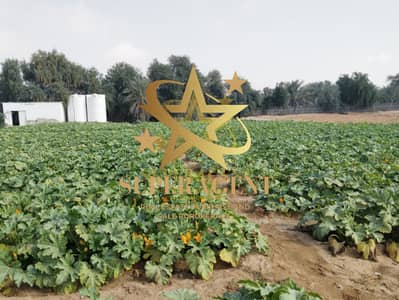 Plot for Sale in Liwa, Abu Dhabi - 3. png