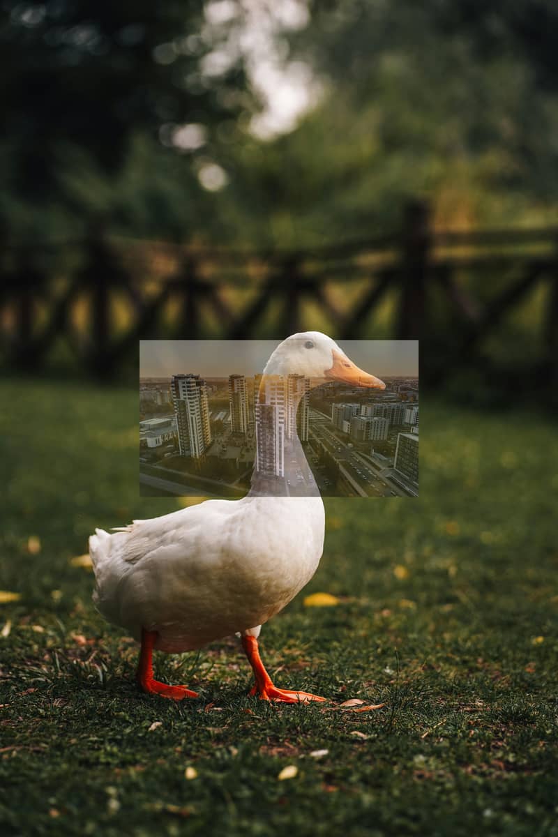 pexels-shuttercraftsman-240571253-31750614. jpg pexels-shuttercraftsman-240571253-31750614. jpg