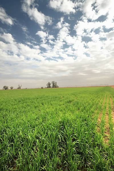 Plot for Sale in Al Khatm, Abu Dhabi - 03c6c501-edfd-4142-a4a7-a910e43807c7. jpeg