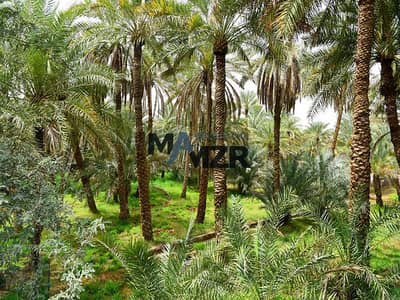 雷马赫， 阿尔艾因 商业地块待售 - 位于雷马赫 的商业地块 960000 AED - 10308359