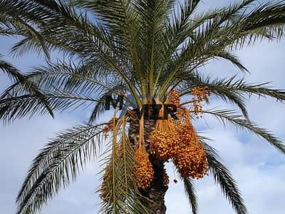 ارض تجارية  للبيع في رماح، العین - مزرعة بمزايا مميزة للبيع | سعر مميز جداً