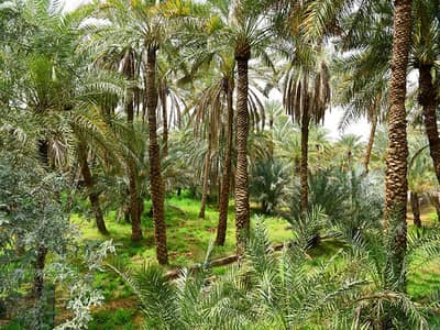 ارض تجارية  للبيع في السمحة، أبوظبي - مزرعة للبيع | على الشارع العام| سكن عمال