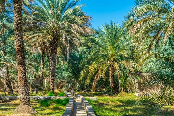Spacious area | Workers House | 150 Palm Trees
