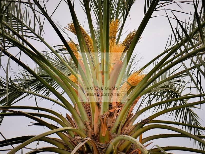 11 k-8-date-palm-al-manama-ajman-blossom-flowers-1024x769 (1). jpg