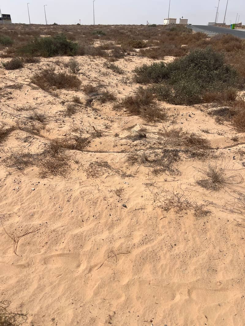 1الرقيبة. jpeg 1الرقيبة. jpeg