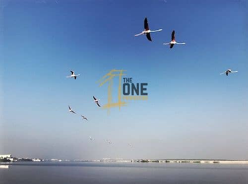 21 flamingos-in-flight-al-zorah1. jpg