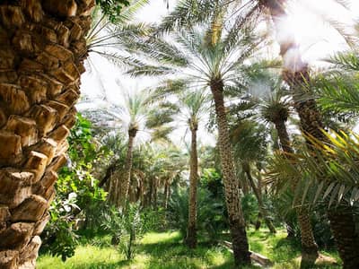 ارض تجارية  للبيع في العجبان، العین - مزرعه للبيع | 500*600 قدم مربع | موقع متميز