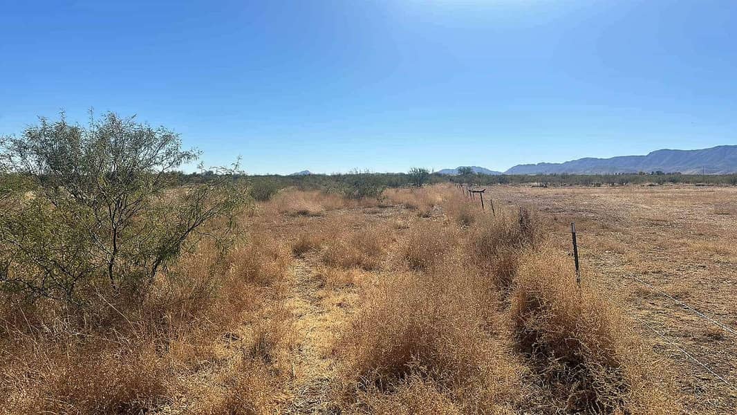 3 pearce-az-133298460. jpg