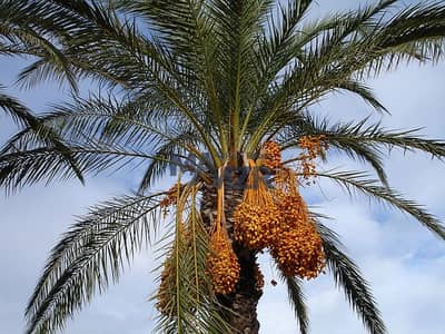 雷马赫， 阿尔艾因 商业地块待售 - 位于雷马赫 的商业地块 800000 AED - 10308361