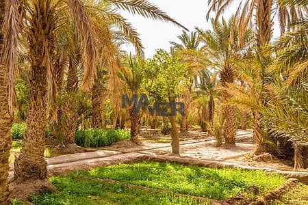 ارض تجارية  للبيع في الرحبة، أبوظبي - مزرعة نظيفة ومرتبة | اشجار نخيل | استراحة
