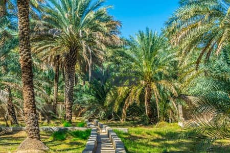 ارض تجارية  للبيع في الرحبة، أبوظبي - مزرعه للبيع | سكن للعمال | 150 اشجار نخيل