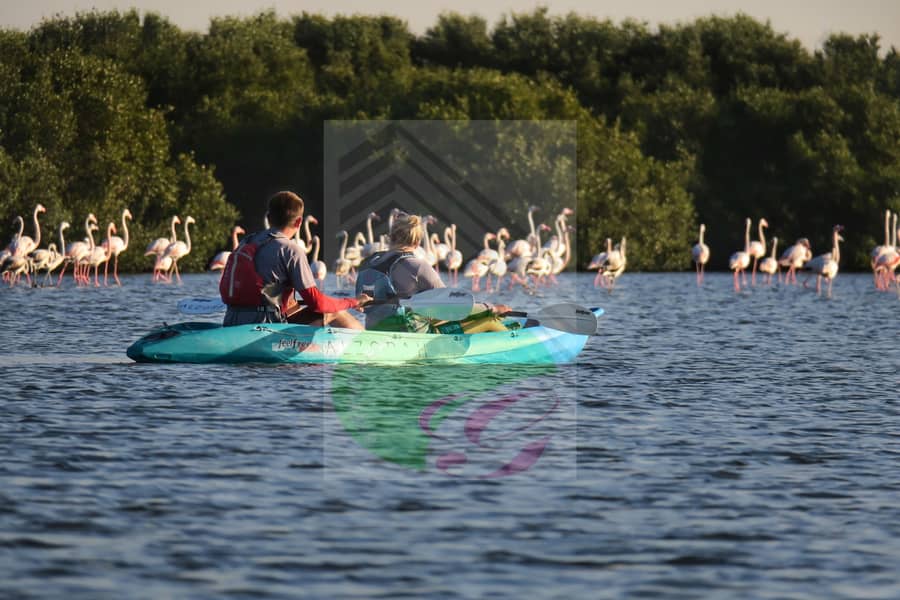 20 1. _Kayaking_in_the_Al_Zorah_Mangroves_with_Flamingos. jpg