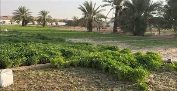 Mixed Use Land for Rent in Murqquab, Dubai - Screenshot 2025-08-21 090318. png