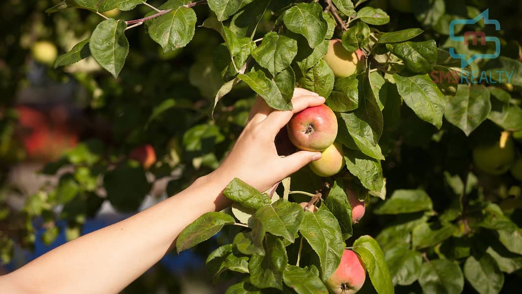 6 HARVEST-YOUR-OWN. jpg