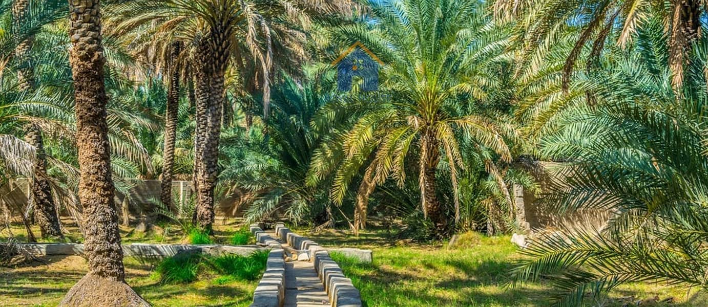 2 Al-Dhaid-Oasis-AR04032021-2. jpg