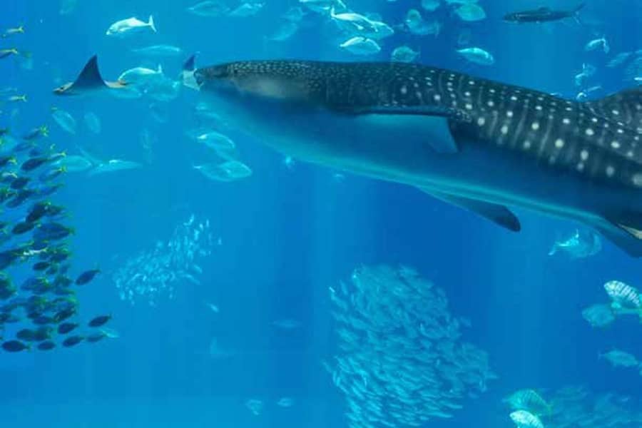 luxury beachfront property urban island lifestyle - Image 8