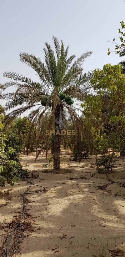 مزرعة زراعية للبيع في الرحبة مزرعة زراعية للبيع في الرحبة