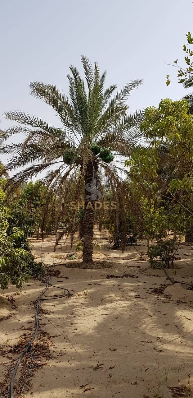 مزرعة زراعية للبيع في الرحبة مزرعة زراعية للبيع في الرحبة