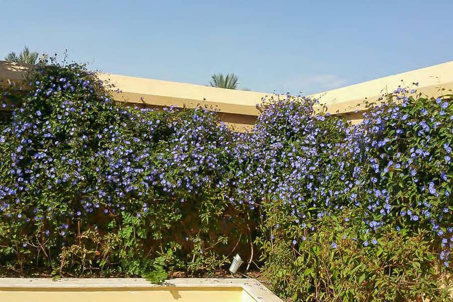 9 vi556627-08-. jpg